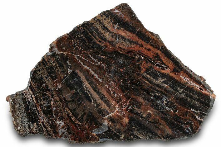 Polished Petrified Tiger Wood Slab - Arizona #300169